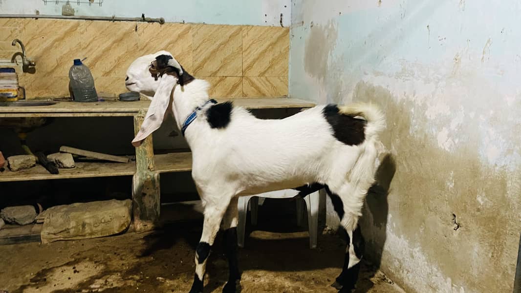 Bakra 3