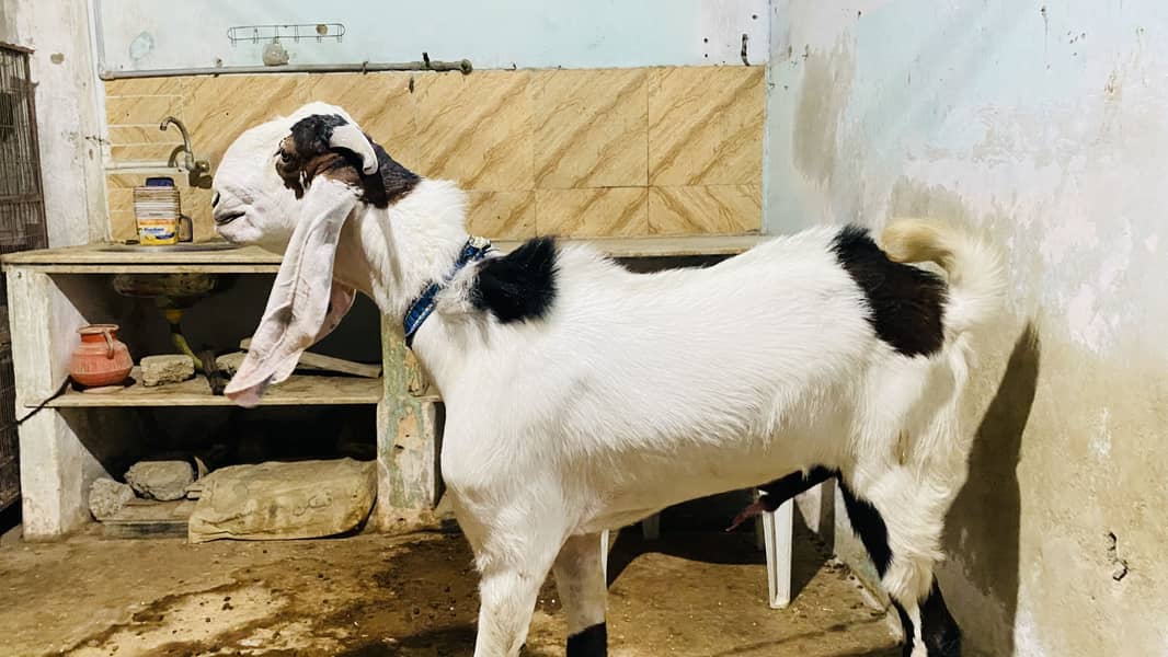 Bakra 4