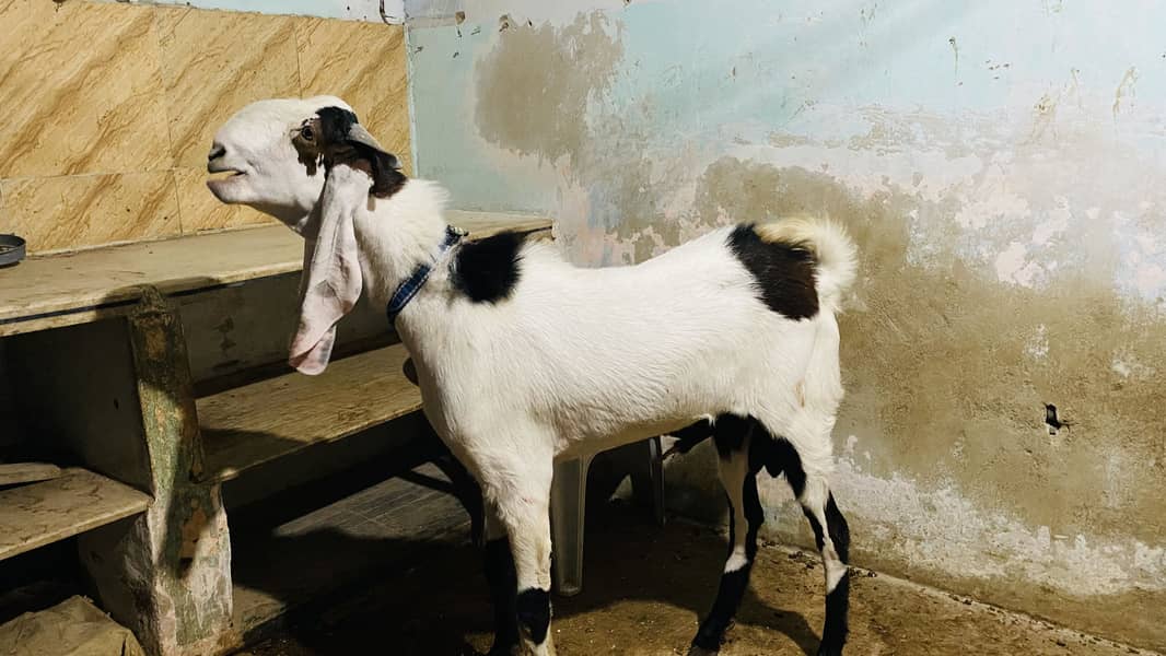 Bakra 5