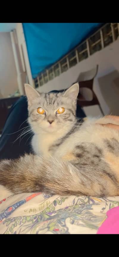 Persian kitten
