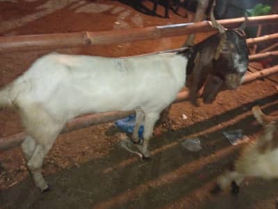 Qurbani k lye baqry for sale,