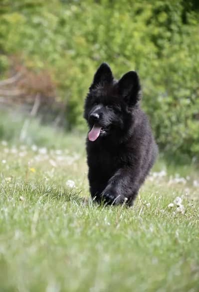 German Shepherd Puppies WhatsApp03258943347