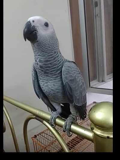 African Grey Hand Tamed Available