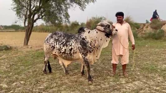 Qurbani 2026 sahiwal cholistani bulls for sale