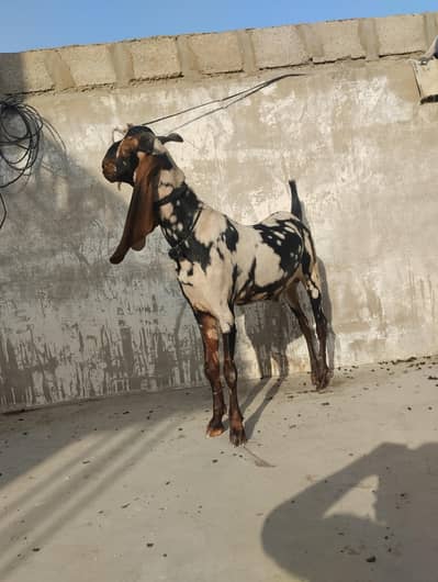 gulabi bakra and commando print 03243279031