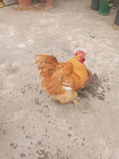 golden buff