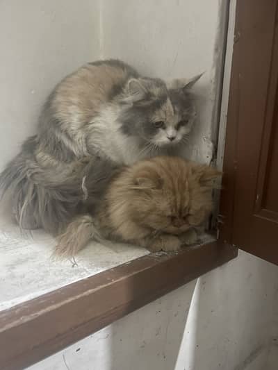 Pair of cats one male one female