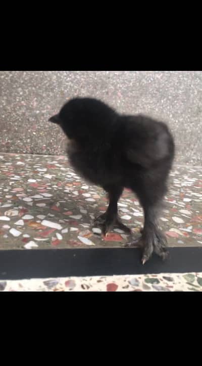 Fancy chiks urgent for sale mix breeds