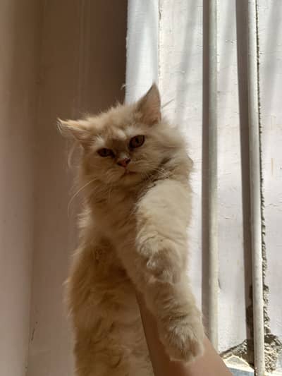 4 months kitten