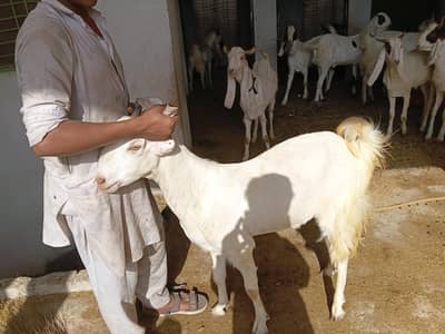 bakra Rajanpuri