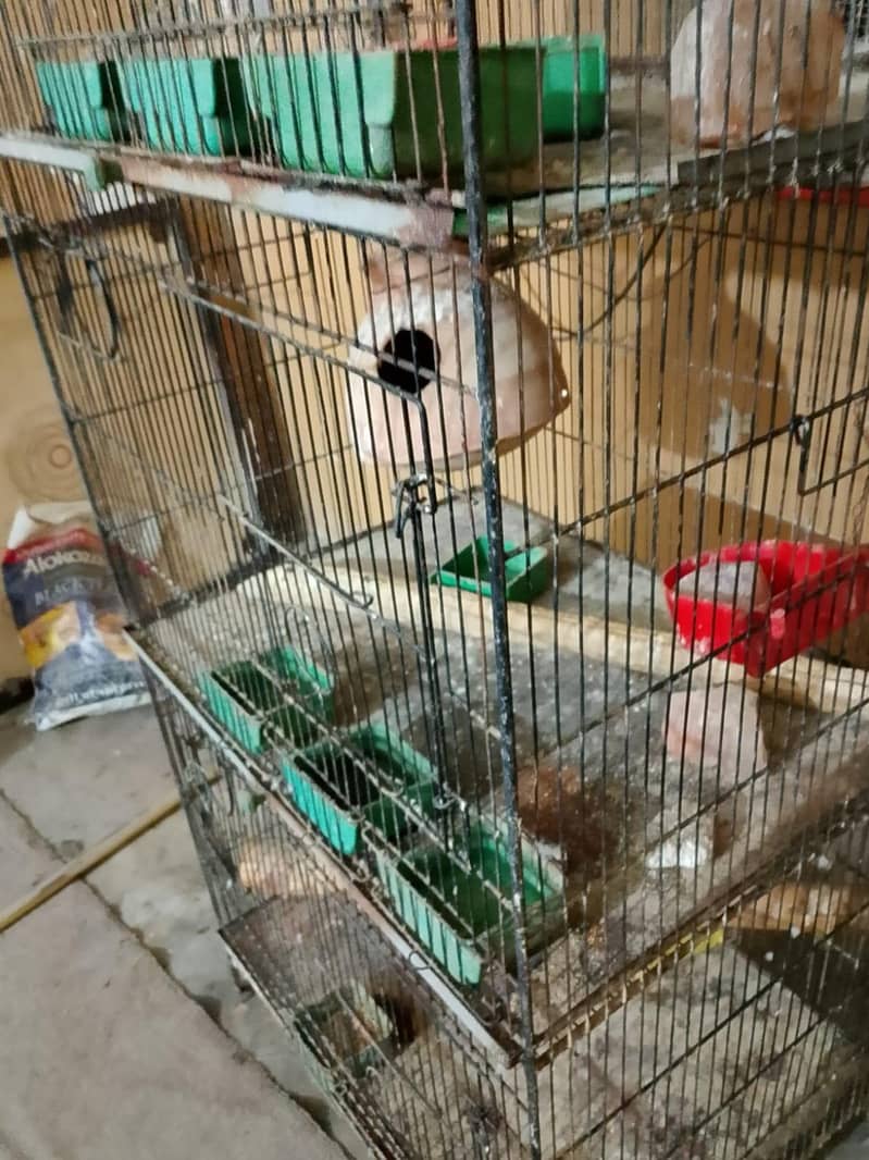 cages 4 step 5