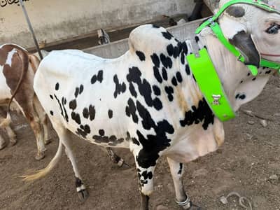 Cows for Qurbani