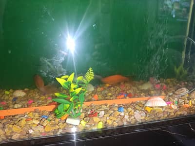 aquarium with fishes