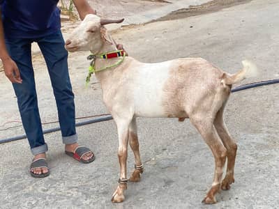 jori 2 dant khasi Bakry for sale qurbani 2026