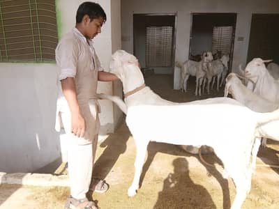 Bakra