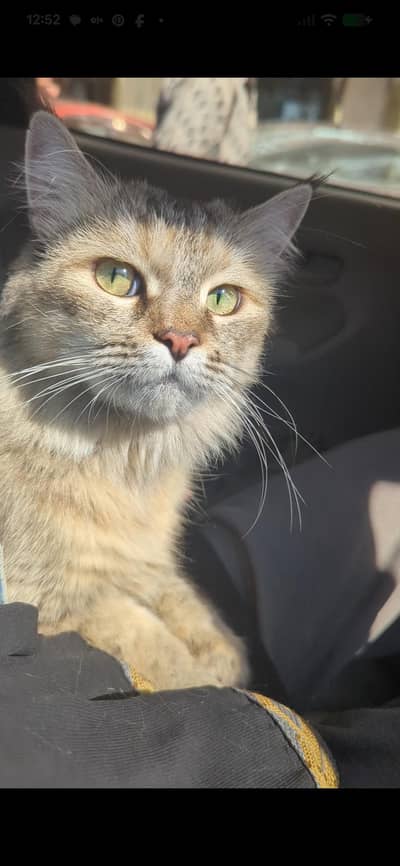 Beautiful 2-Year-Old Female Persian Cat for Sale