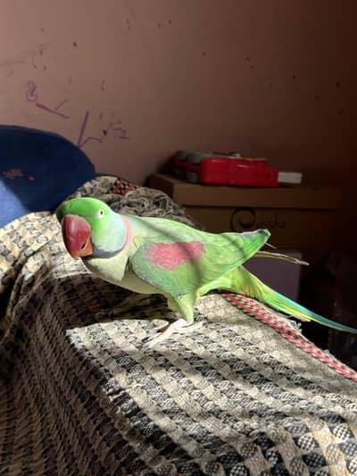 RAW PARROT