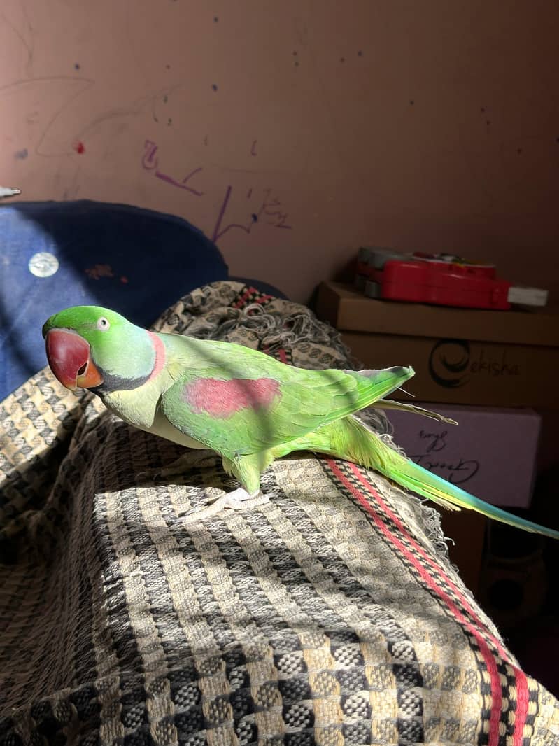 RAW PARROT 1