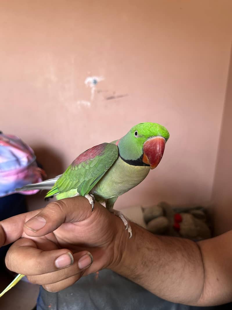 RAW PARROT 2