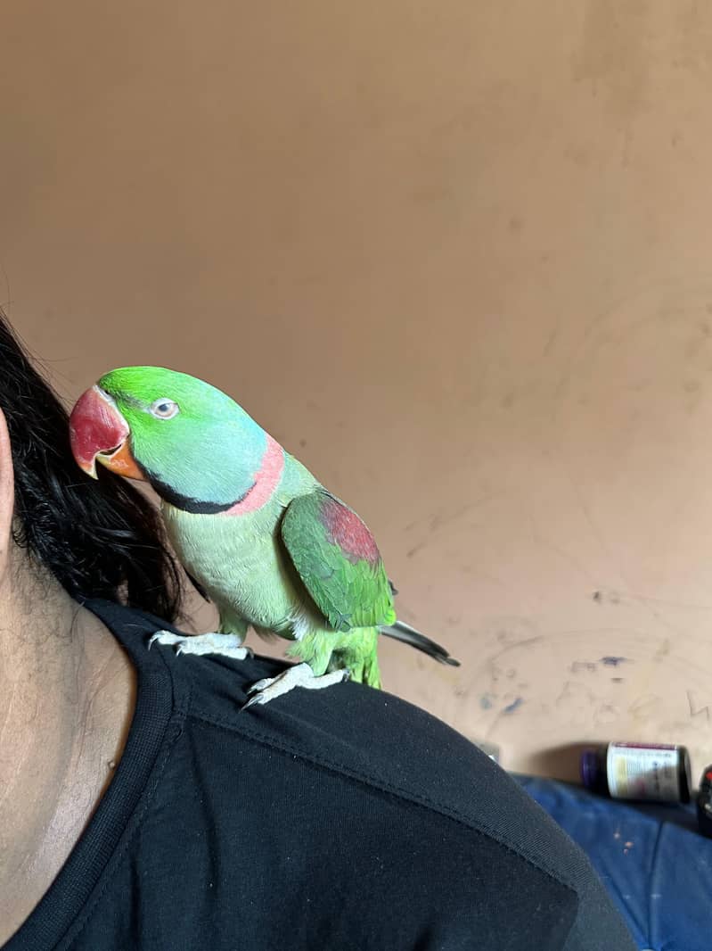 RAW PARROT 3