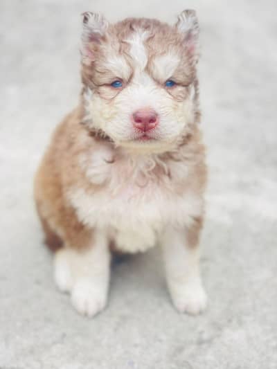 husky puppies male & female available woli coat