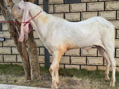 gulabi breeder for sale