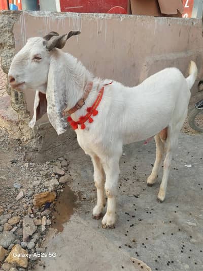 Gulabi Bakra