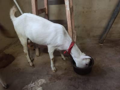 Bakra bakri