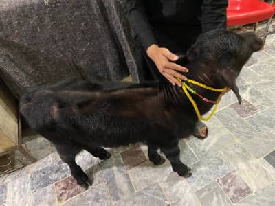 Cow baby