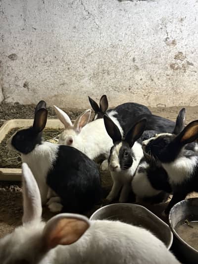 Rabbits black/white red eyes