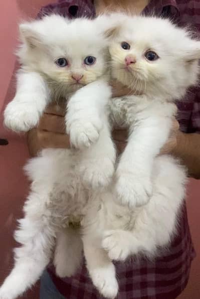 2 female kitten white colour triple coated