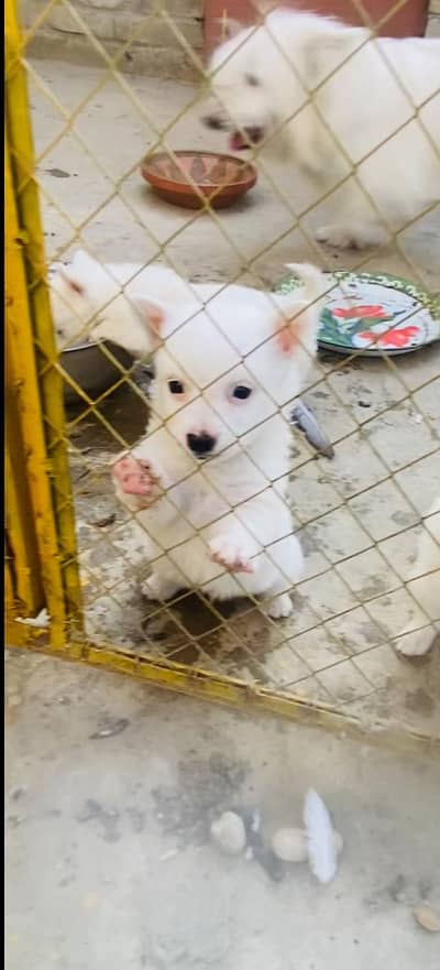 Russian dogs age  45 days healthy and active