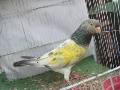 Pure Mian Nazir Golden Pigeon Pair (High Flyer)