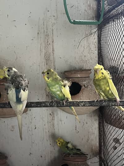 Budgries Tufted parrot