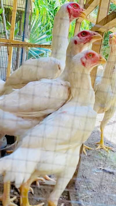 White shamo 1 male 3 females