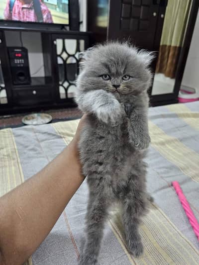 Persian kittens triple coat pair  for sale contact whatsap 03258943347