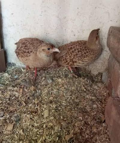 teetar for sale
