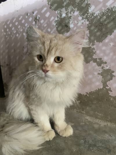 Cat Available for paid Adoption (Needs Minor Treatment)