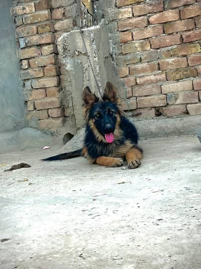 Dog German shepherd