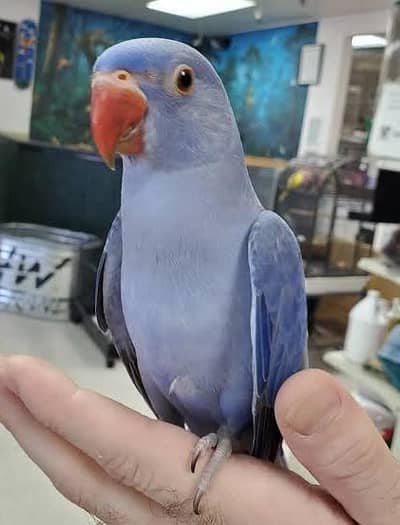 Violet Parrot baby  for Sale 03336610040