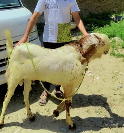 bakraa  (031/85616/779)