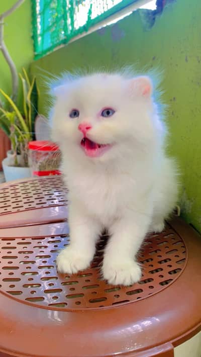 Persian kittens triple coat pair  for sale contact whatsap 03258943347
