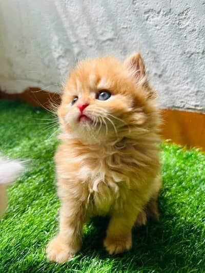 Persian kittens triple coat pair  for sale contact whatsap 03258943347