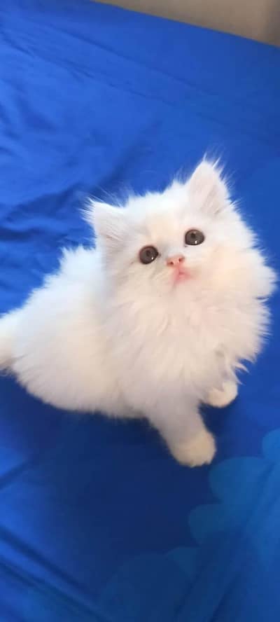 Persian kittens triple coat pair  for sale contact whatsap 03258943347