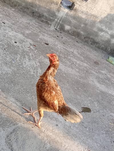 aseel hen for sale interested buyer contact only