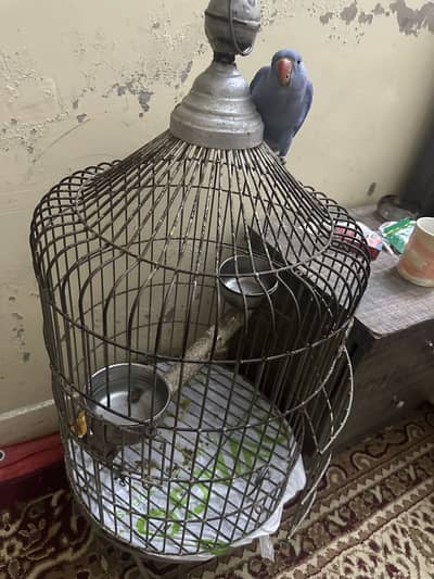 Parrot CAGE