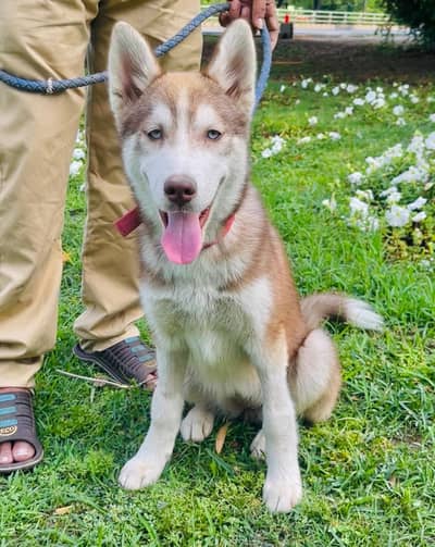 Siberian husky for sale urgent