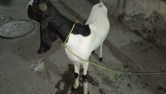 2 dant pure sindi Bakra for sale