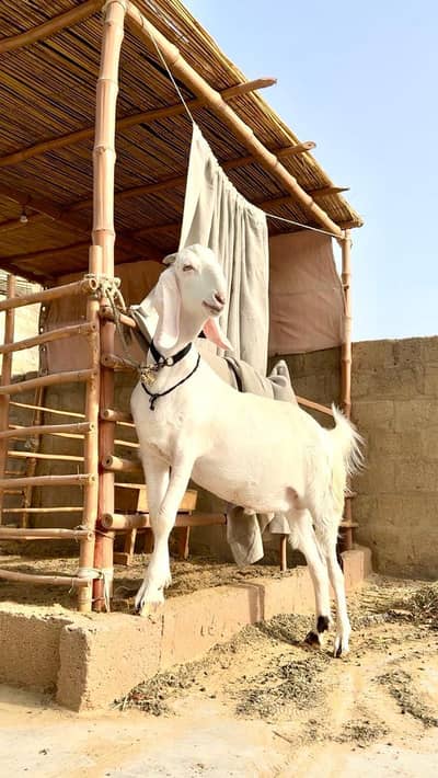 Bakra and dumba for sell