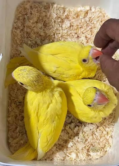 Yellow - Blue Top Quality Chicks for sale 03336610040